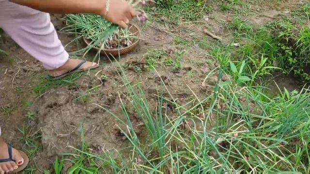 PANEN BAWANG MERAH PERDANA DI KEBUN SENDIRI HASIL BERLIMPAH RUAH || Renny wong ndeso смотреть онлайн