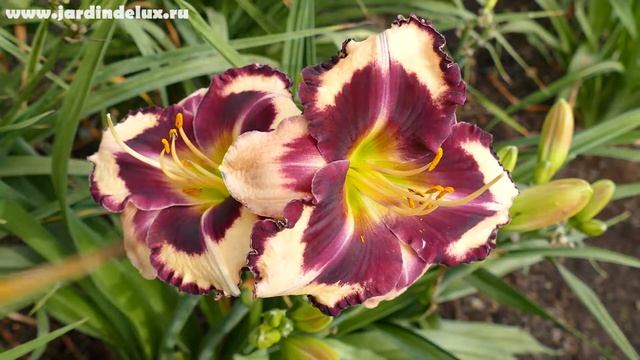 Цветение сортового лилейника GERTRUDE STEIN в саду www.jardindelux.ru смотреть онлайн