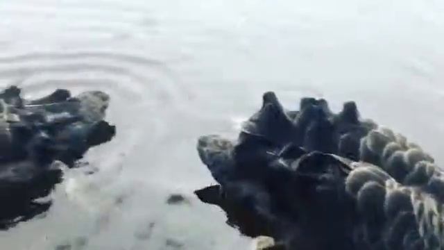 Черные лебеди смотреть онлайн
