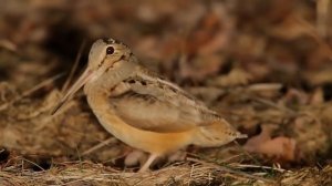 American Woodcock