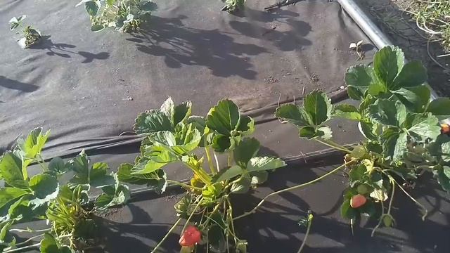 Клубника, Кабрилло, Спаржи, первая ягода! смотреть онлайн