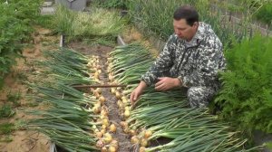 Уборка лука. Как ускорить созревание