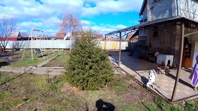 Обрезка, стрижка и формировка ели смотреть онлайн