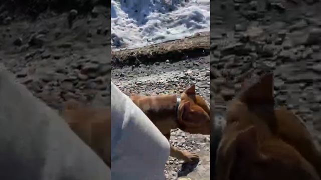 Прогулка с собакой (Ко МНЕ!) смотреть онлайн