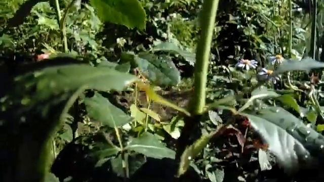 Роза Императрица Фарах Imperatrice Farah смотреть онлайн