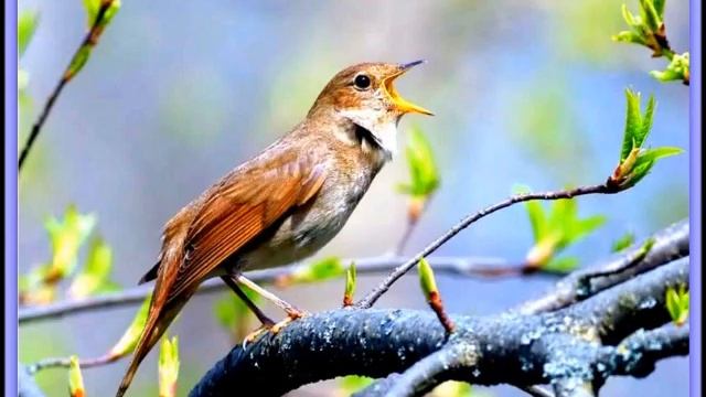 Пение соловья (релакс). The singing of the Nightingale (relax). смотреть онлайн