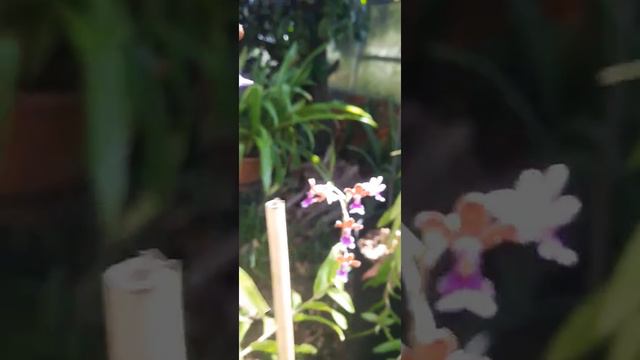 Epidendrum Schumannianum
