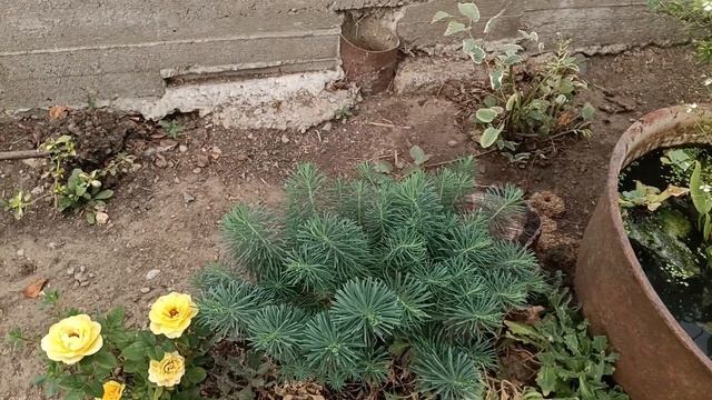 Растения горят. Ждем дождя.? смотреть онлайн