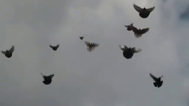 НИКОЛАЕВСКИЕ ГОЛУБИ /pigeons/ БАБОЧКА / ГОЛУБЯТНЯ ВОВЫ КЕРЧЕНСКОГО (3) смотреть онлайн