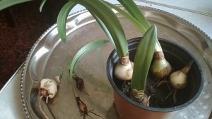 Гиппеаструм  - пересадка после периода покоя. //Hippeastrum-transplant after a period of rest.//