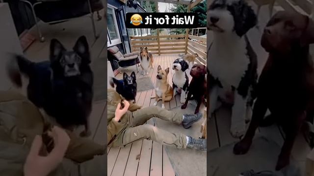 Самая смешная подборка приколов 2023 года #funny | Новые приколы 2023 / Приколы с животными смотреть онлайн