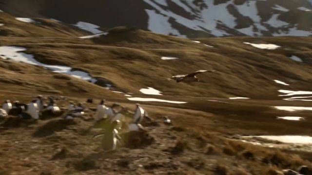 South Georgia - Penguin Paradise of the South Atlantic | Free Documentary Nature смотреть онлайн