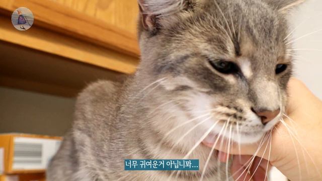 🌿미국일상Vlog • 인생 노잼시기 극복법 • 바나나 3개 들어간 바나나초콜릿쿠키 • 꽃얼음 아이스티 смотреть онлайн