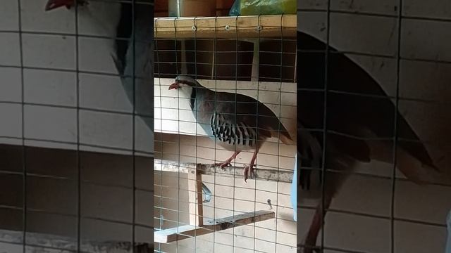 азиатская куропатка (кеклик) Приморский край. смотреть онлайн