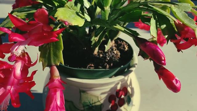 Cactus de Navidad y mas plantitas😀 смотреть онлайн
