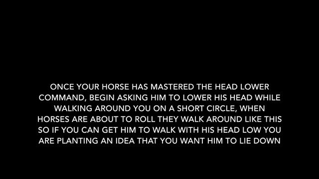 How to teach your horse to lie down without force смотреть онлайн