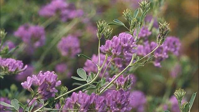 Натуральные удобрения: с любовью к почве!(соевая мука, морская ракушка, сапропель, мука люцерны) смотреть онлайн