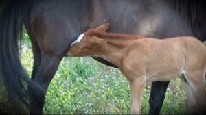 Как выкормить новорожденного жеребенка без матери