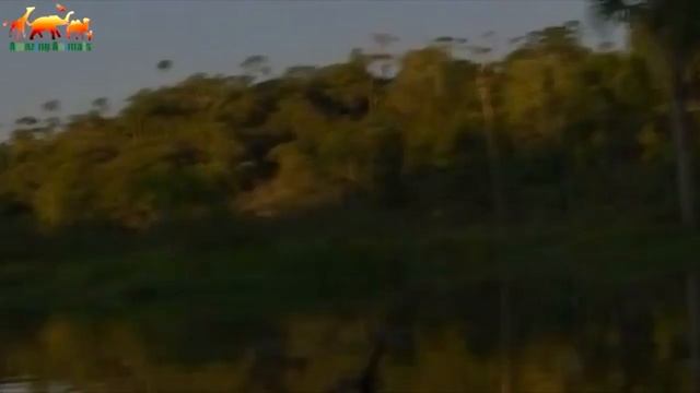 Электрический угорь обездвижил крокодила Крокодил против Угорья смотреть онлайн