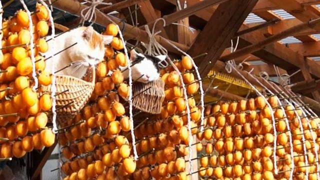 Как сушат хурму смотреть онлайн