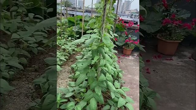 Rooftop Garden смотреть онлайн