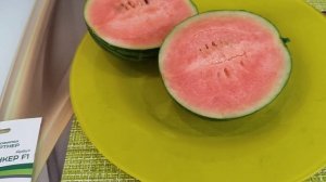 Выращивание арбуза на окне зимой. Сахарный арбуз Юнкер на подоконнике.