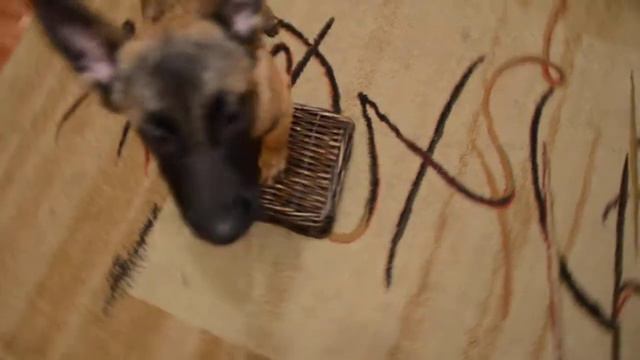 пет (малинуа)