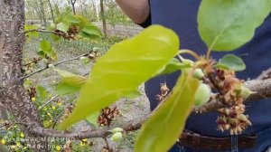 Абрикос после цветения. Монилиоз и обработки