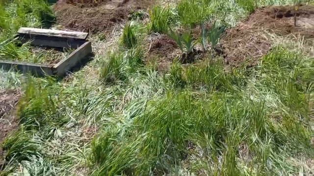 Мой сад в мае. Огурцы в мешках и новый сад с нуля. смотреть онлайн