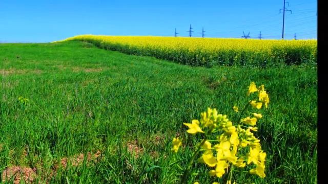 "Природный" прапор України (дуже красиво!) / " Nature" flag of Ukraine (very nice!) смотреть онлайн