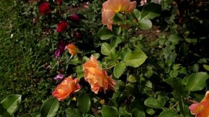 Роз де Цистерсьен - роза с удивительно необычной окраской!