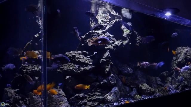 Малавийский голубой дельфин - циртокара мури смотреть онлайн