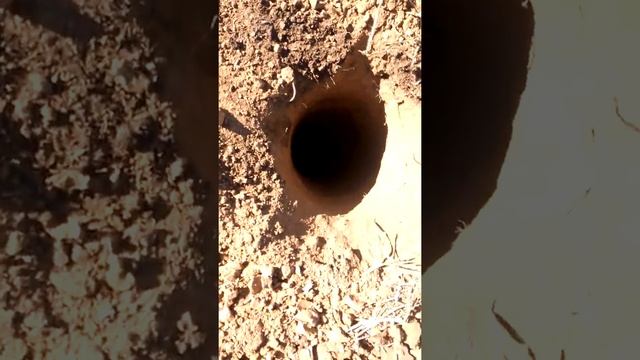 Т 16 ;----) бур смотреть онлайн