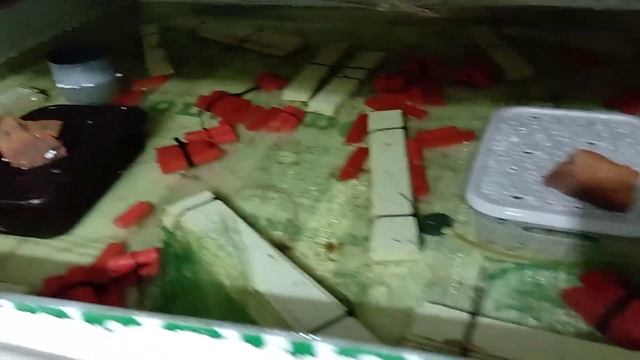 Разведение Австралийского рака 14 смотреть онлайн
