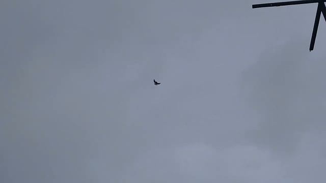 Николаевские голуби г Белицкое.