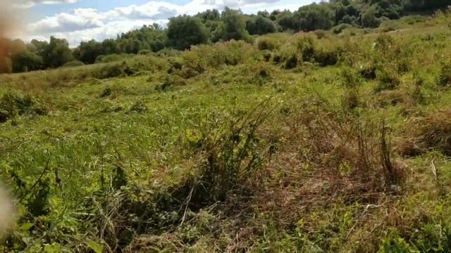 Хотела собирать шиповник ещё не поспели. Посадила фиалку смотреть онлайн