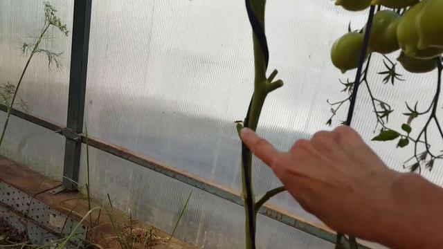 Помидоры "Юбилейный Тарасенко" смотреть онлайн