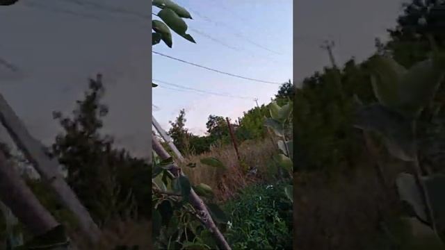 Когда созревают груши? смотреть онлайн