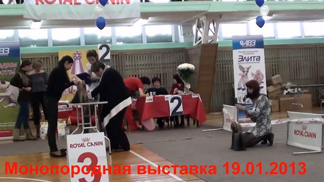 Йоркширский терьер ВЕГАС