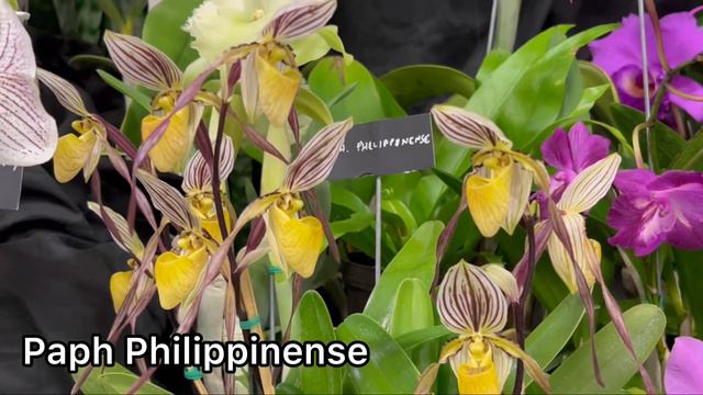 Martin County Orchid Show 2022 ‘Orchid Safari’ Exhibit Walkthough Exotic Rare Orchids