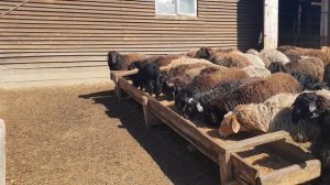 Кормление овец и ягнят дробиной