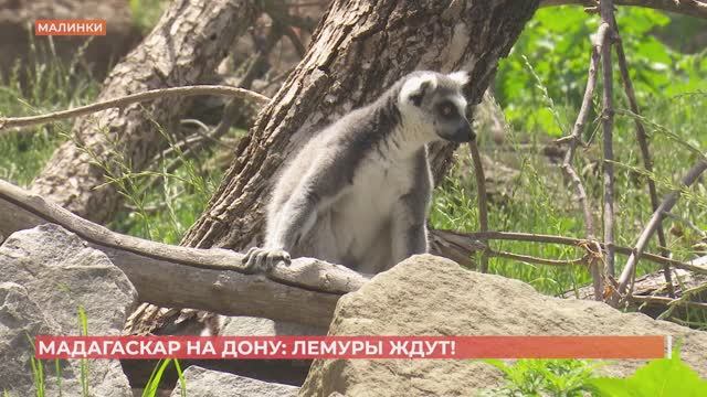 Парк "Малинки" открыл свой остров Мадагаскар специально для лемуров смотреть онлайн