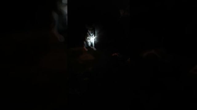 Умный Лайка смотреть онлайн