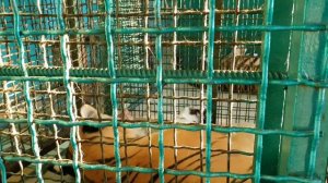 Самый лучший зоопарк. Сочи. часть 2