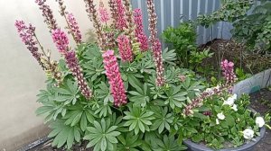 Уход за люпином после цветения.015.07.2022