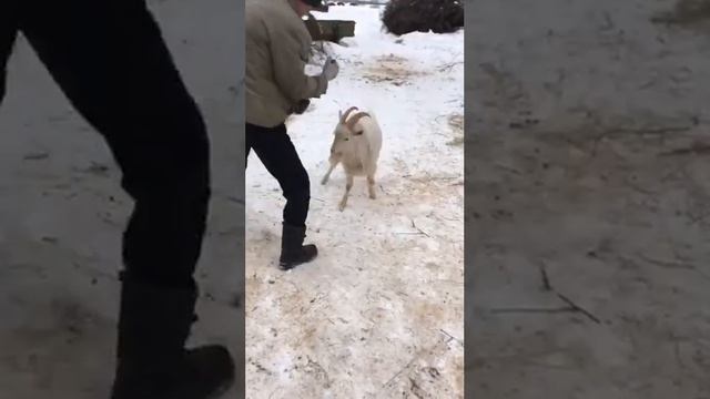 Драка козёл,боль,ужас,лошадь,зло!!! смотреть онлайн