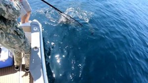 Морская рыбалка   лакедра  , слоуджиг Владивосток (Vladivostok) ,ぶり/鰤,ブリ, slow jigging