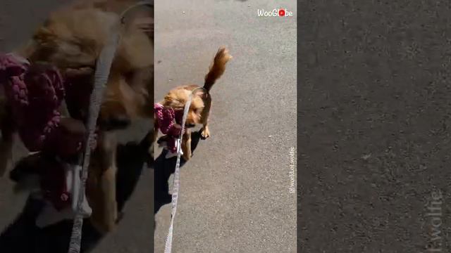 Dog Goes for Shopping for his Birthday Present || WooGlobe смотреть онлайн