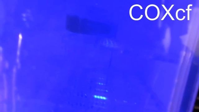 Инкубатор для рептилий и розыгрыш COXcf смотреть онлайн