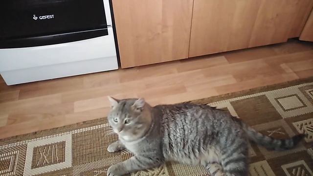 Шок! Обычные коты это не едят. смотреть онлайн